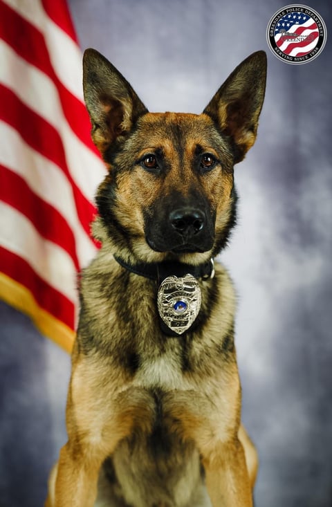 Police K-9 German Shepherd wearing badge in front of American flag